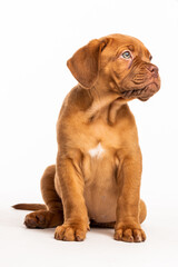 Cachorro Dogo de Burdeos
