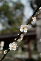 梅の花のアップ