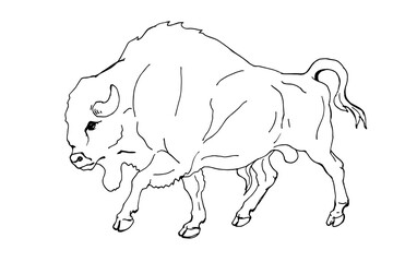 bison, wild bull, hand pencil drawing isolated on white background for greeting cards, calendars, design
