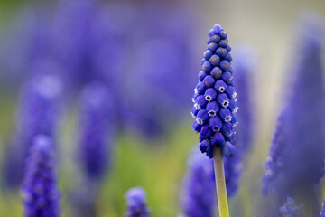 Muscari flower. Muscari armeniacum. Grape Hyacinths. Spring flowers. Beautiful spring flower muscari close-up in garden.