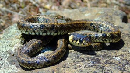 Grass snake (Natrix natrix). Grass snake close up photo.