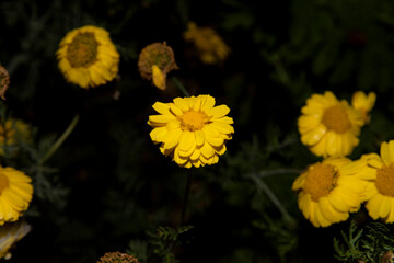 hélénie automnale fleur