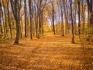 Autumn park. Yellow leaves on the ground. Maple alley