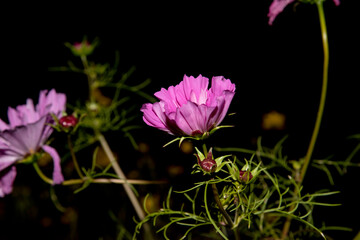 Cosmos