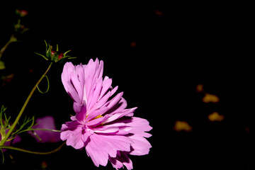 Fond de fleurs magnifique, Cosmos