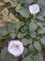 one white sacred datura wrightii flower Closeup open blooming in garden