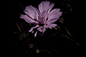 Fond de fleurs magnifique, Cosmos