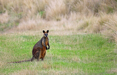 Standing Wallaby - Phillip Island, Victoria, Australia