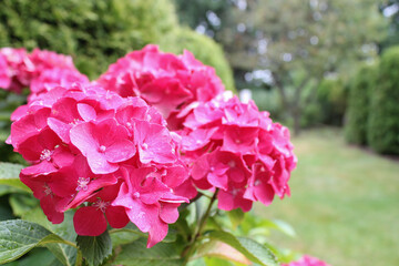 garden hydrangea