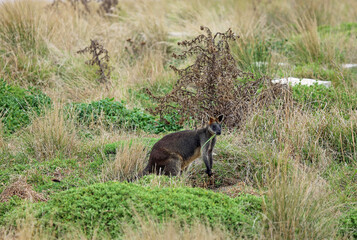Wallaby with grass in its mouth - Phillip Island, Victoria, Australia