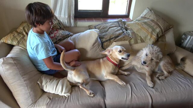 Boy watches two dogs fighting on sofa
