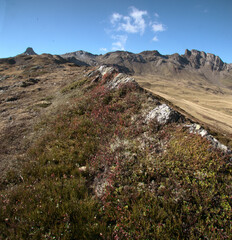 Colourful Autumn vegetation on the route to the Spitzmeilen from the Maschgenkamm, Swiss Alps