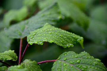 Feuille hortensia mouillés