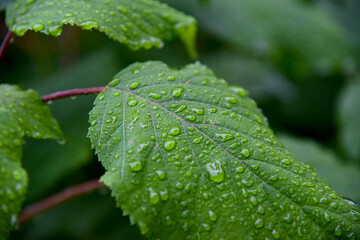 Feuille hortensia mouillés