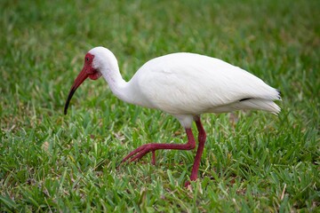 Ibis