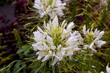 Fleurs blanche, Cleoserrata Iltis