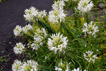 Fleurs blanche, Cleoserrata Iltis