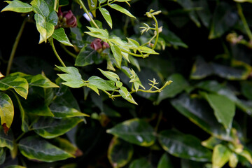 Background feuilles naturel