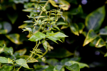 Background feuilles naturel