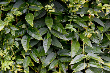 Background feuilles naturel