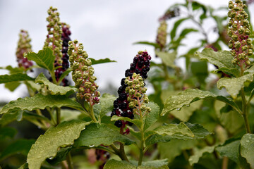 Plante de phytolaque américaine avec baies noires et feuilles vertes, capturée par une journée nuageuse en extérieur, raisin d'amérique floraison!!