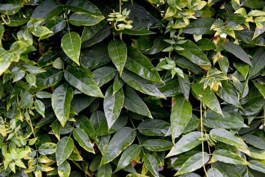 Background feuilles naturel