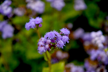 Obraz premium Fleur mauve, ageratum du mexique