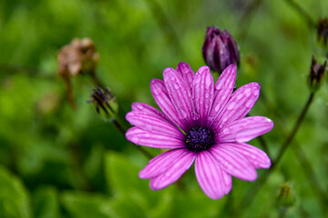 Obraz premium Fleurs Anemone