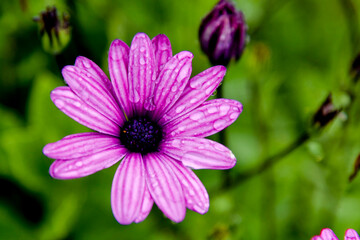 Obraz premium Fleurs Anemone