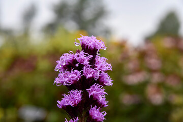 Liatris à épi