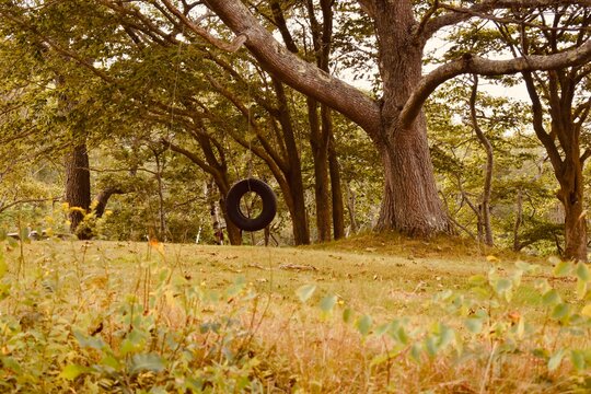 Tire Swing In The Yard