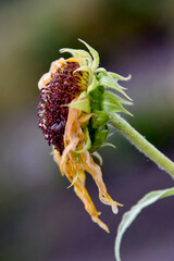 Tournesol du Qu&eacute;bec  fin de saison