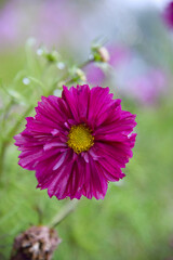 Obraz premium Fond de fleurs magnifique, Cosmos