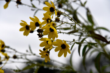 Fleurs jaune, Coréopsis trifoliolé