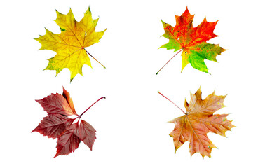 Collection of colorful and vibrant autumn leaves isolated on white background
