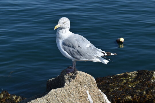 seagull on rock