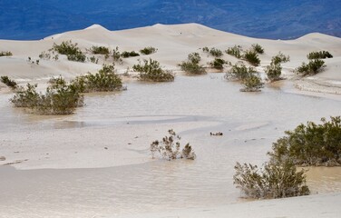 desert landscape 
