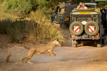 A Lioness runs fast past a tourist vehicle in Samburu Kenya