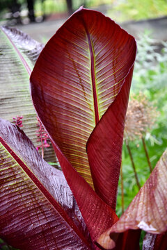  bananier d'abyssinie