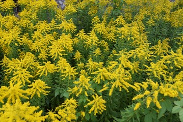 Canada goldenrod flowers / Asteraceae perennial grass.