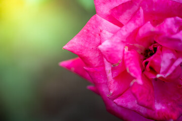 Roses in the garden