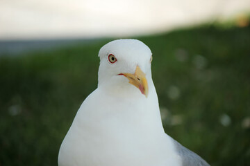 PRIMER PLANO DE GAVIOTA BLANCA CURIOSA CON MIRADA ATENTA