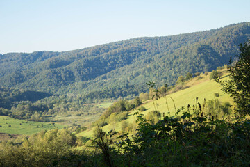 Obraz premium Landscape forest in the mountains. Glade in the mountains. Summer. Background. Texture.