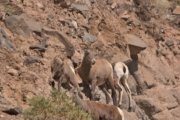 Big Horn Goats in the San Juan Mountains in southern Colorado