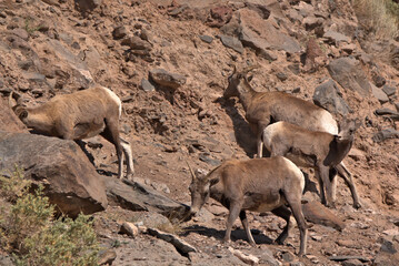 Naklejka na ściany i meble Big Horn Goats in the San Juan Mountains in southern Colorado