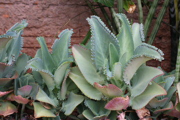 Aranto (kalanchoe daigremontiana)