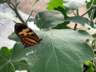Monarch butterfly dot eggs on leaf