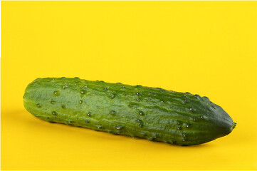 Ripe fresh cucumber
