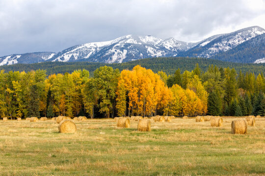 Autumn hay bales in field with distant snow capped mountains in background, Montana