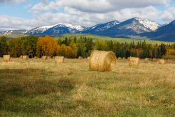 Autumn hay bales in field with distant snow capped mountains in background, Montana © Robert Paulus